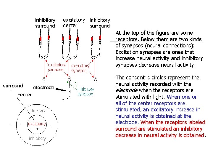 At the top of the figure are some receptors. Below them are two kinds
