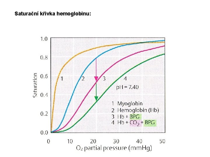 Saturační křivka hemoglobinu: 