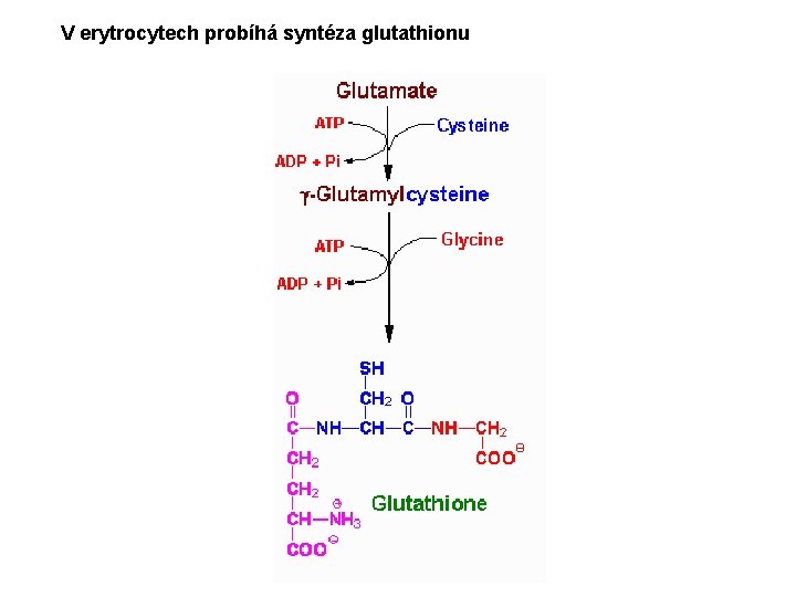 V erytrocytech probíhá syntéza glutathionu 