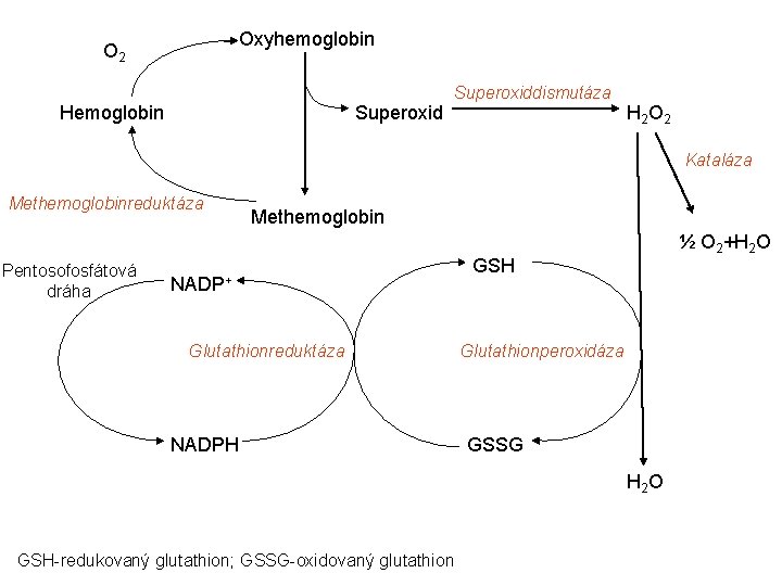 Oxyhemoglobin O 2 Hemoglobin Superoxiddismutáza H 2 O 2 Kataláza Methemoglobinreduktáza Pentosofosfátová dráha Methemoglobin