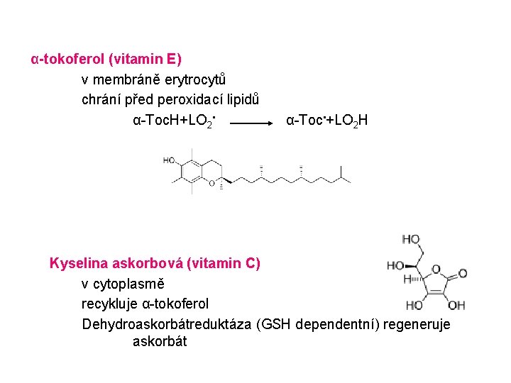 α-tokoferol (vitamin E) v membráně erytrocytů chrání před peroxidací lipidů α-Toc. H+LO 2 •