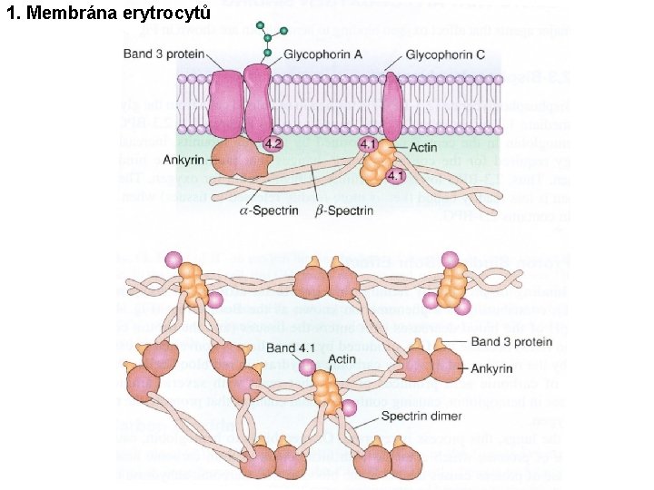 1. Membrána erytrocytů 