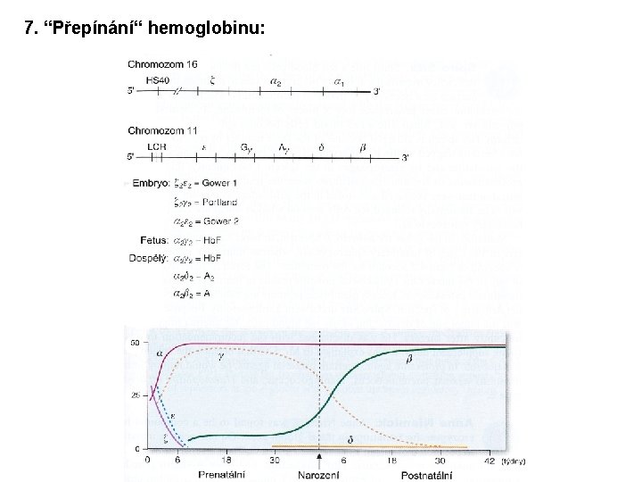 7. “Přepínání“ hemoglobinu: 