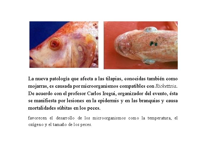 La nueva patología que afecta a las tilapias, conocidas también como mojarras, es causada