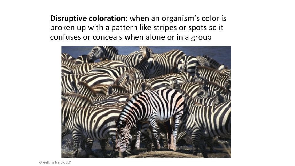 Disruptive coloration: when an organism’s color is broken up with a pattern like stripes