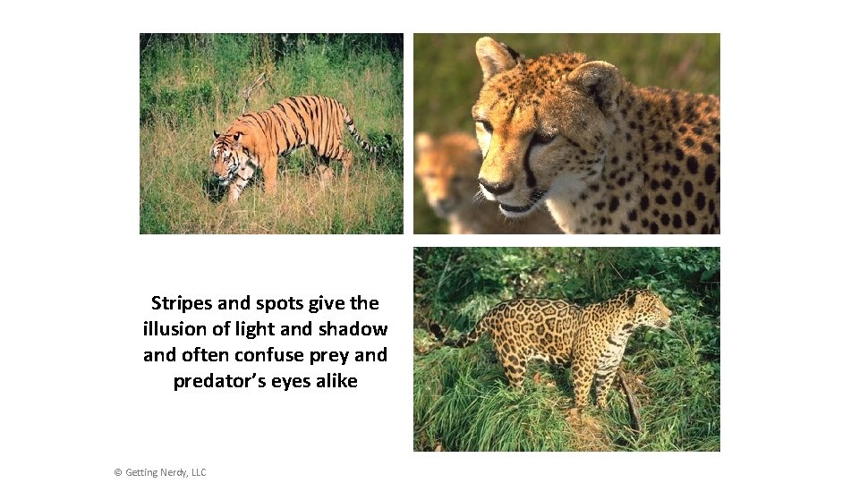 Stripes and spots give the illusion of light and shadow and often confuse prey