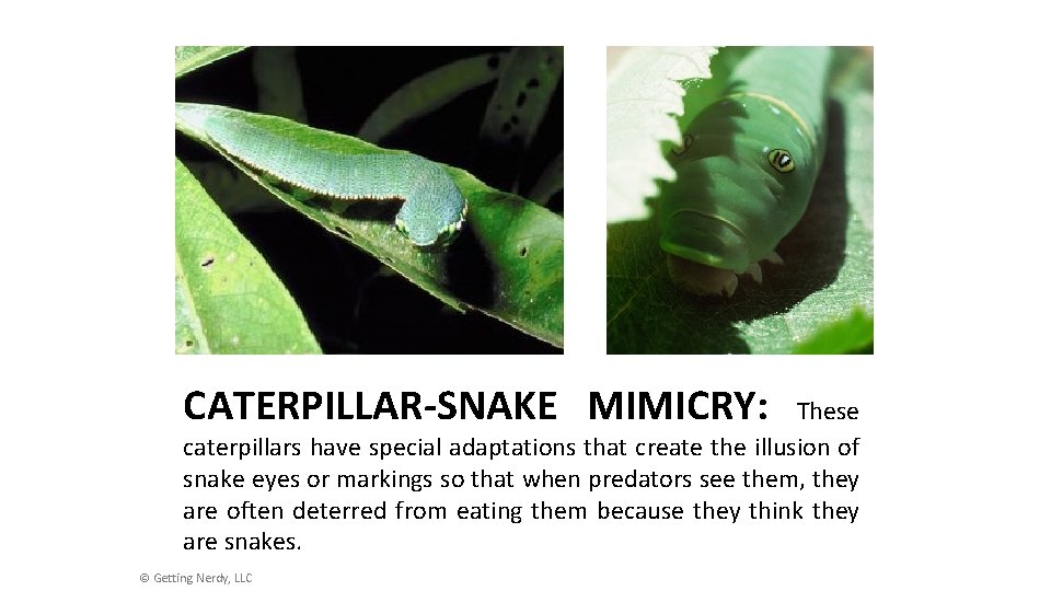 CATERPILLAR-SNAKE MIMICRY: These caterpillars have special adaptations that create the illusion of snake eyes