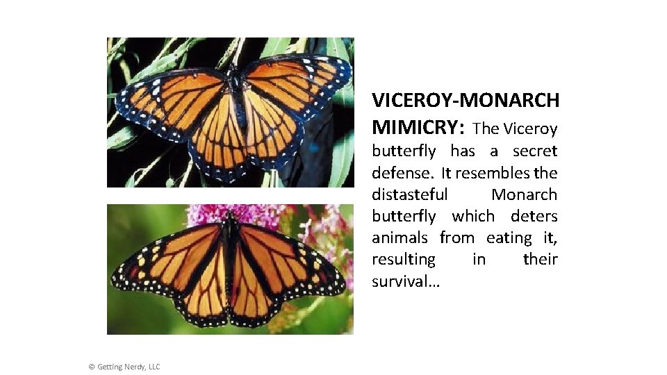 VICEROY-MONARCH MIMICRY: The Viceroy butterfly has a secret defense. It resembles the distasteful Monarch