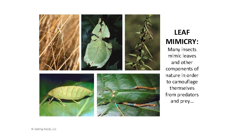 LEAF MIMICRY: Many insects mimic leaves and other components of nature in order to