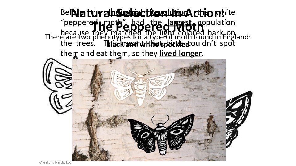 Before the Industrial Revolution, the white Natural Selection In Action: “peppered moth” had the