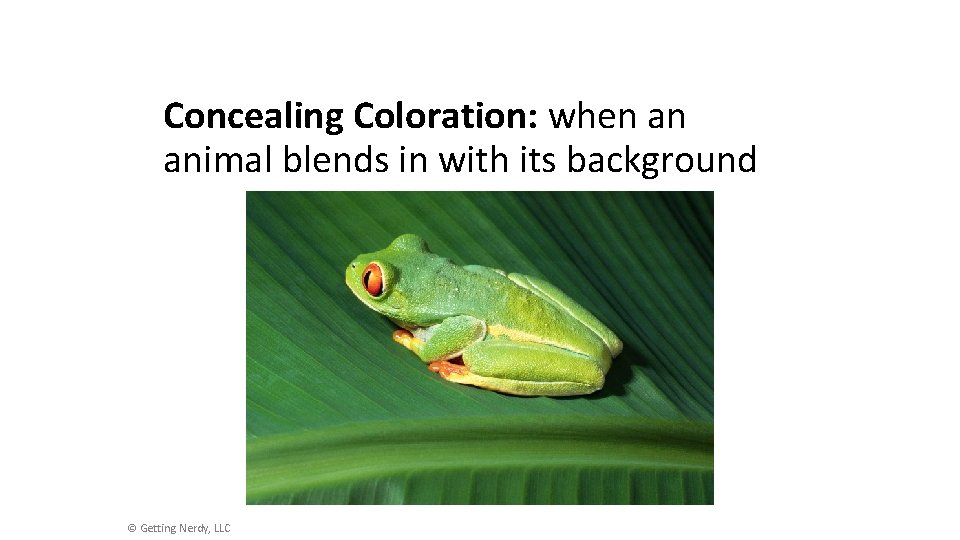 Concealing Coloration: when an animal blends in with its background © Getting Nerdy, LLC