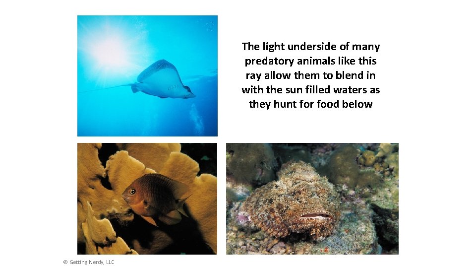 The light underside of many predatory animals like this ray allow them to blend