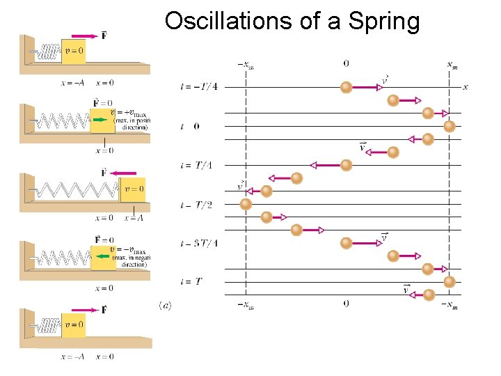 Oscillations of a Spring 
