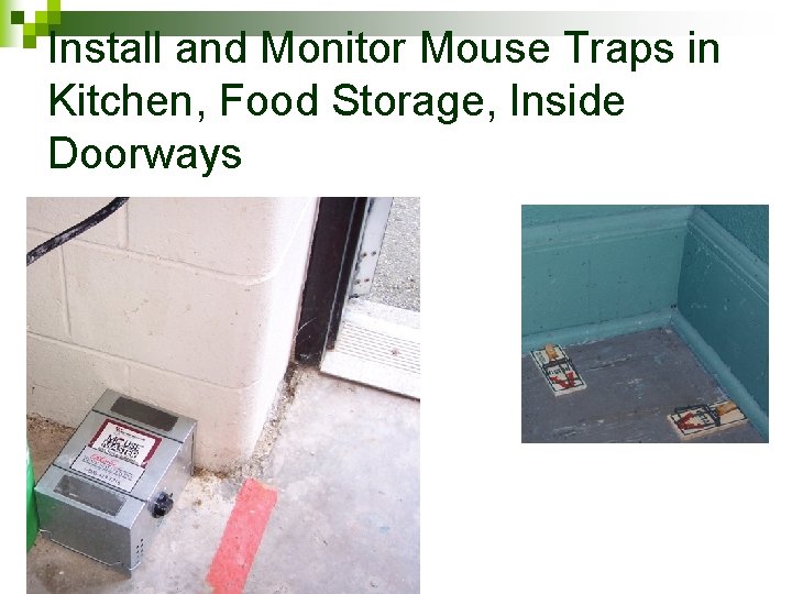 Install and Monitor Mouse Traps in Kitchen, Food Storage, Inside Doorways 