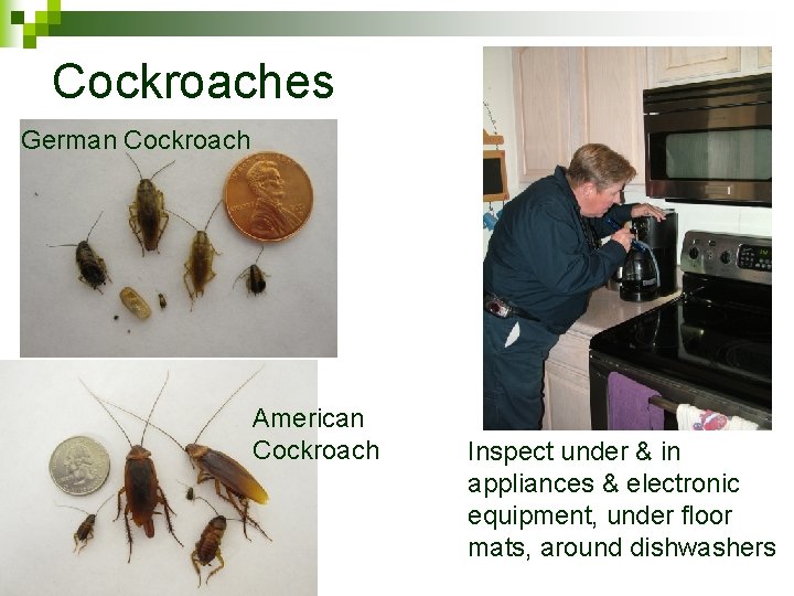 Cockroaches German Cockroach American Cockroach Inspect under & in appliances & electronic equipment, under