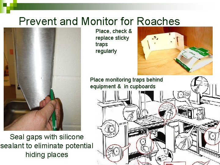 Prevent and Monitor for Roaches Place, check & replace sticky traps regularly Place monitoring