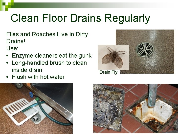 Clean Floor Drains Regularly Flies and Roaches Live in Dirty Drains! Use: • Enzyme