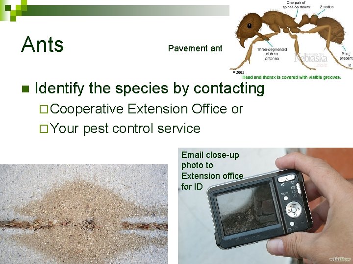 Ants n Pavement ant Identify the species by contacting ¨ Cooperative Extension Office or