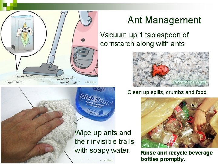 Ant Management Vacuum up 1 tablespoon of cornstarch along with ants Clean up spills,