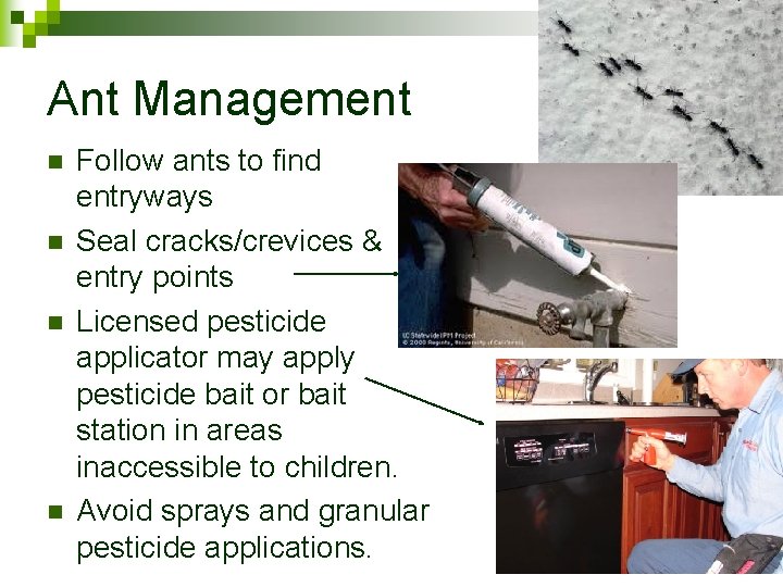 Ant Management n n Follow ants to find entryways Seal cracks/crevices & entry points