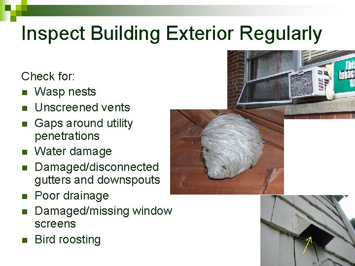 Inspect Building Exterior Regularly Check for: n Wasp nests n Unscreened vents n Gaps