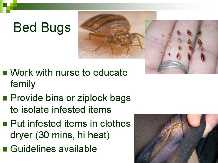 Bed Bugs Work with nurse to educate family n Provide bins or ziplock bags