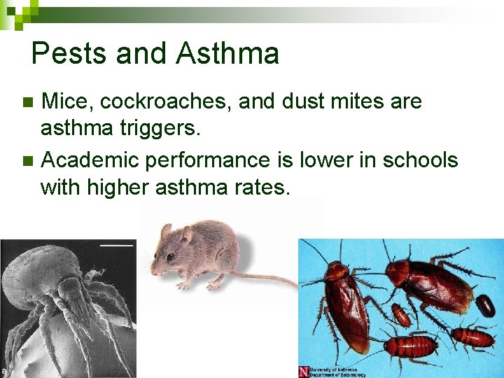 Pests and Asthma Mice, cockroaches, and dust mites are asthma triggers. n Academic performance