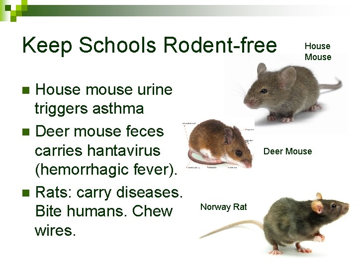 Keep Schools Rodent-free House mouse urine triggers asthma n Deer mouse feces carries hantavirus
