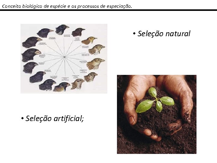 Introduo Taxonomia e Sistemtica Vegetal Conceito biolgico de