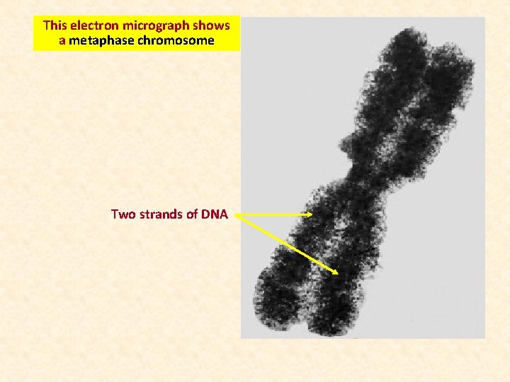 This electron micrograph shows a metaphase chromosome Two strands of DNA 