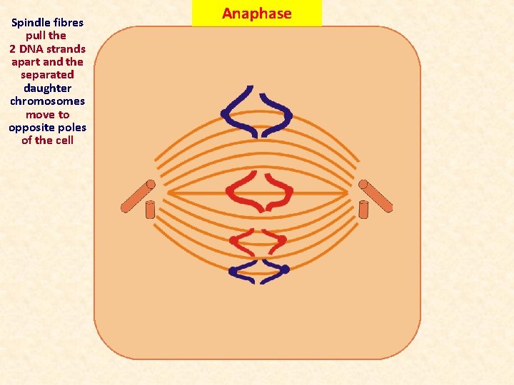 Spindle fibres pull the 2 DNA strands apart and the separated daughter chromosomes move