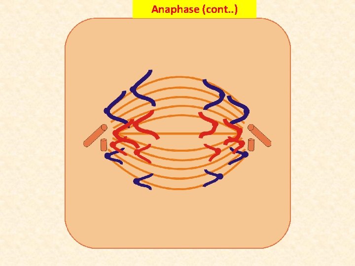 Anaphase (cont. . ) 