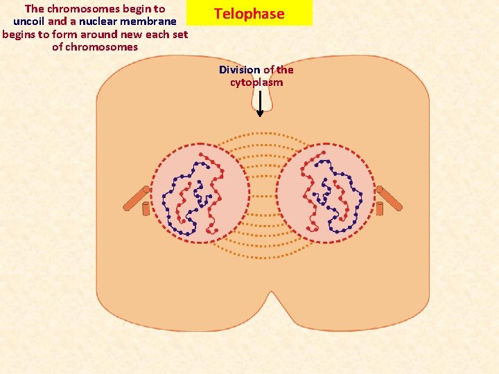 The chromosomes begin to uncoil and a nuclear membrane begins to form around new