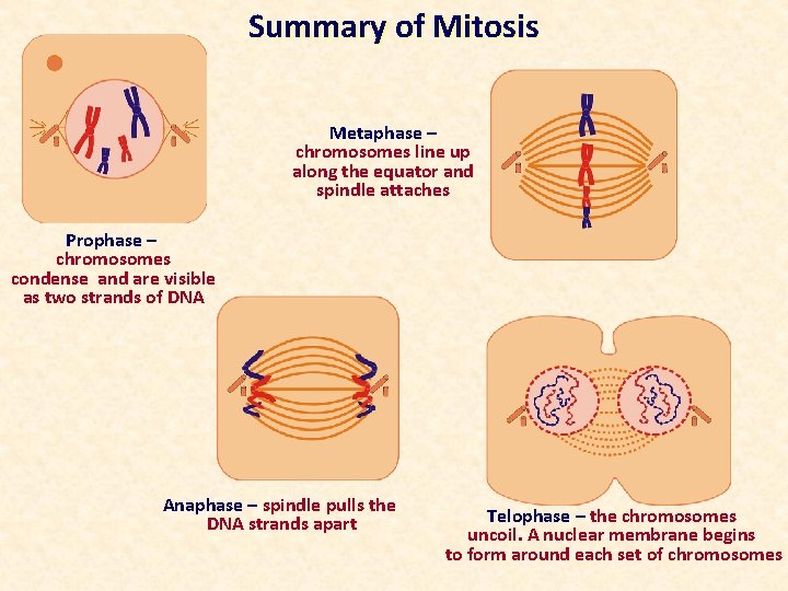 Summary of Mitosis Metaphase – chromosomes line up along the equator and spindle attaches