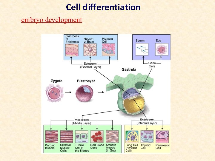 Cell differentiation embryo development 