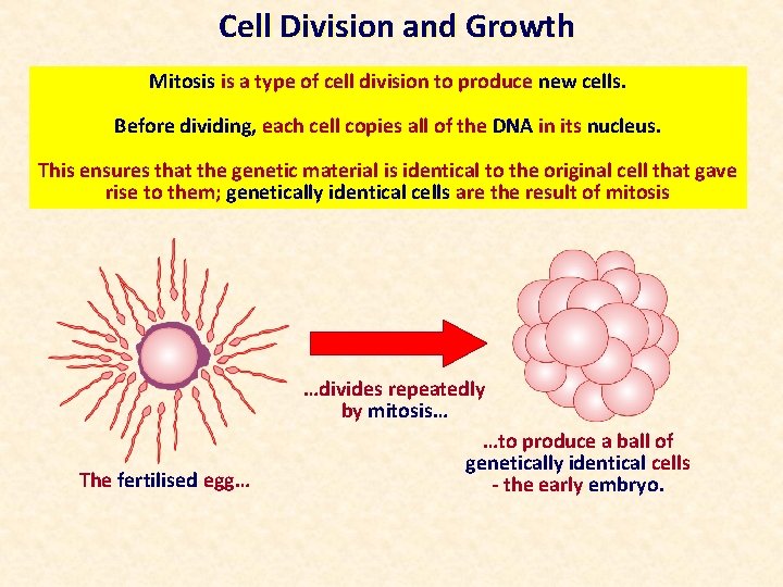 Cell Division and Growth Mitosis is a type of cell division to produce new