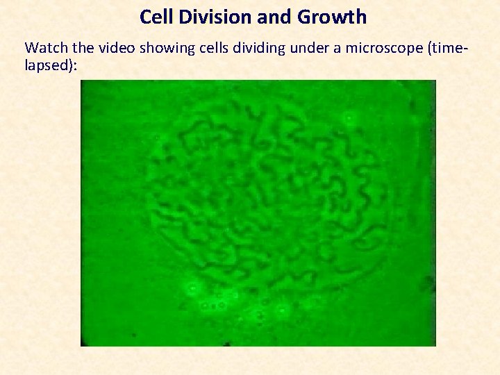 Cell Division and Growth Watch the video showing cells dividing under a microscope (timelapsed):