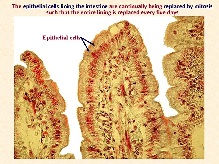 The epithelial cells lining the intestine are continually being replaced by mitosis such that