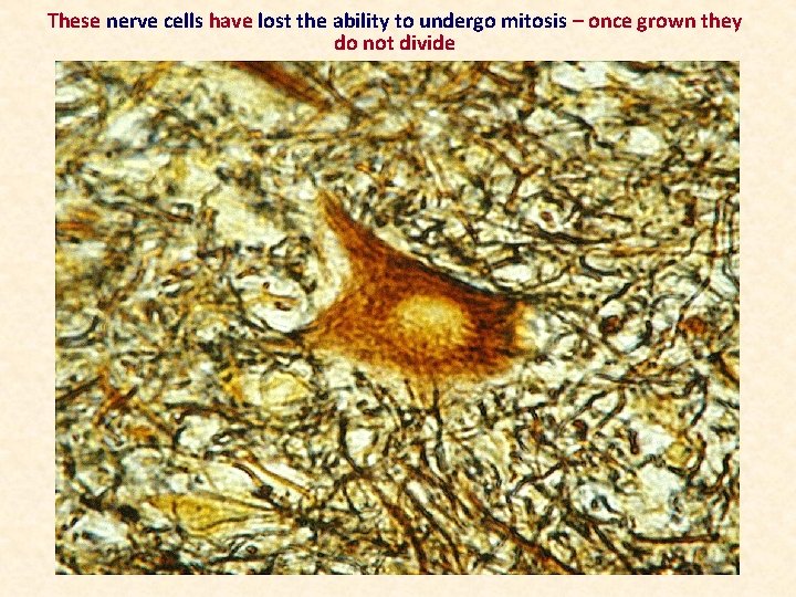 These nerve cells have lost the ability to undergo mitosis – once grown they