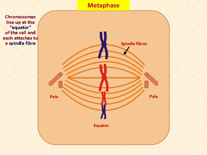 Metaphase Chromosomes line up at the “equator” of the cell and each attaches to