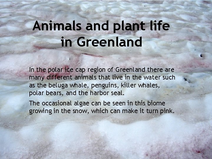 Animals and plant life in Greenland In the polar ice cap region of Greenland