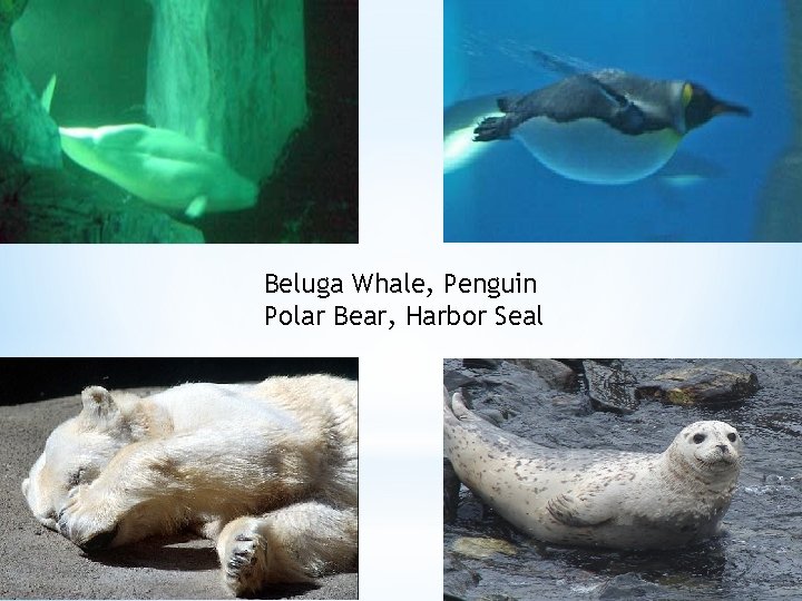 Beluga Whale, Penguin Polar Bear, Harbor Seal 