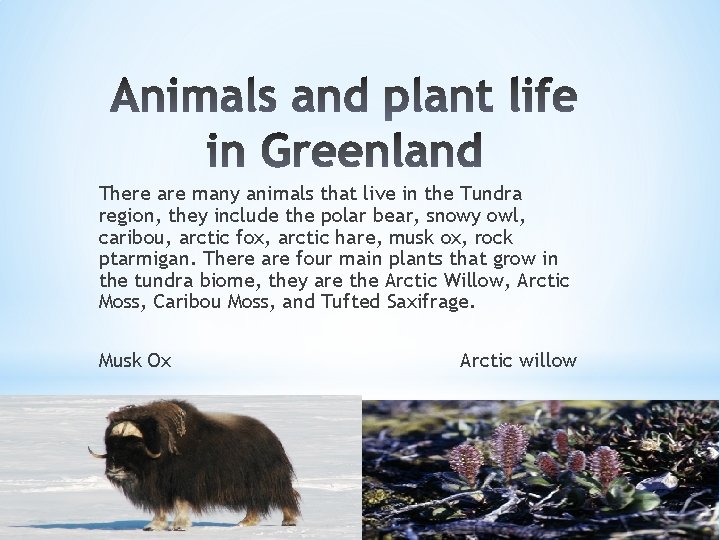 Polar Ice Cap and Tundra By Jasmine Brierley