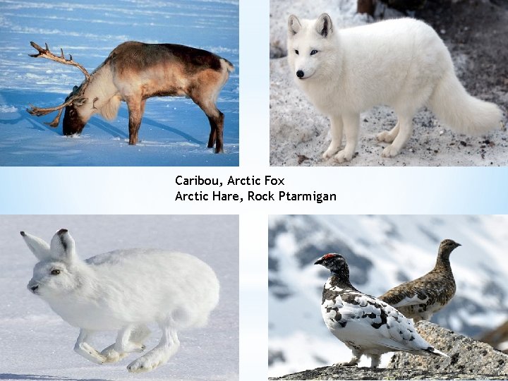 Caribou, Arctic Fox Arctic Hare, Rock Ptarmigan 