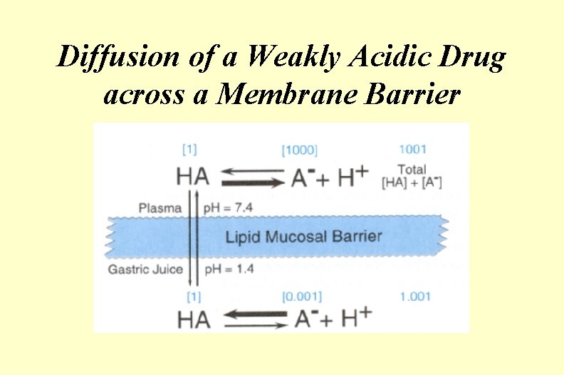 Diffusion of a Weakly Acidic Drug across a Membrane Barrier 