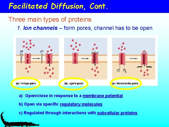 Facilitated Diffusion, Cont. Three main types of proteins 1. Ion channels – form pores,