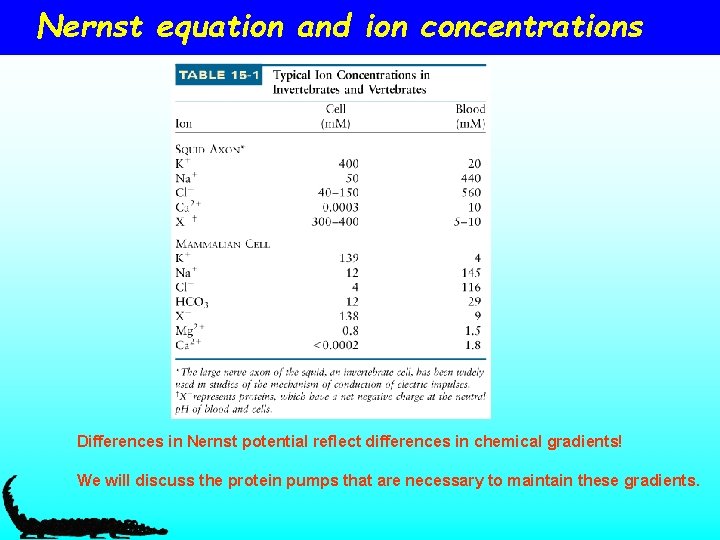 Nernst equation and ion concentrations Differences in Nernst potential reflect differences in chemical gradients!