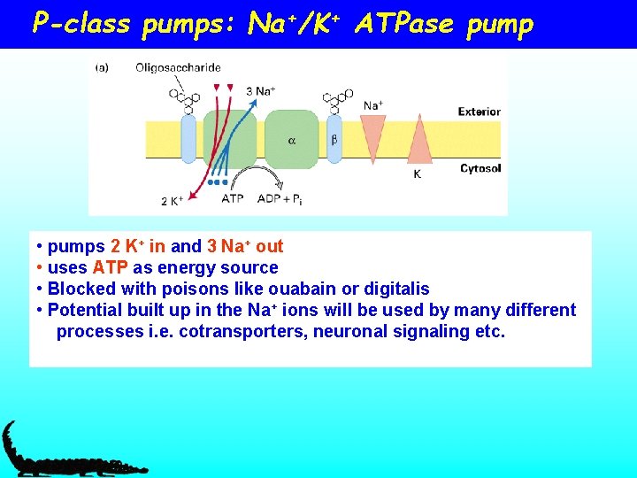 P-class pumps: Na+/K+ ATPase pump • pumps 2 K+ in and 3 Na+ out