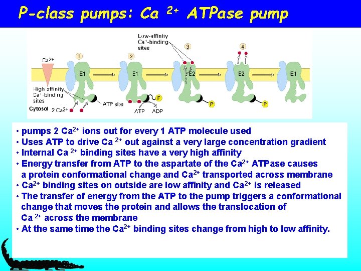 P-class pumps: Ca 2+ ATPase pump • pumps 2 Ca 2+ ions out for