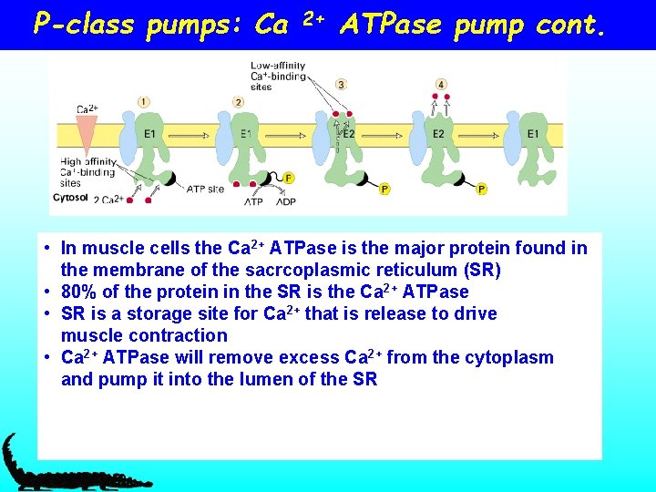 P-class pumps: Ca 2+ ATPase pump cont. • In muscle cells the Ca 2+